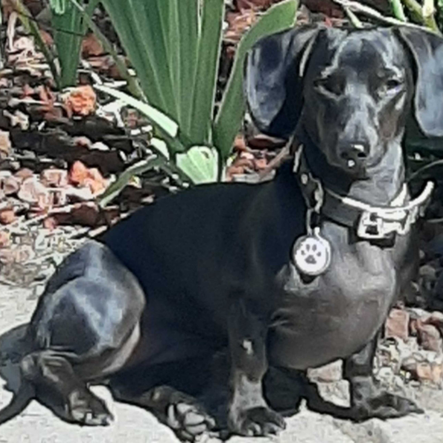 weeniepic.jpeg